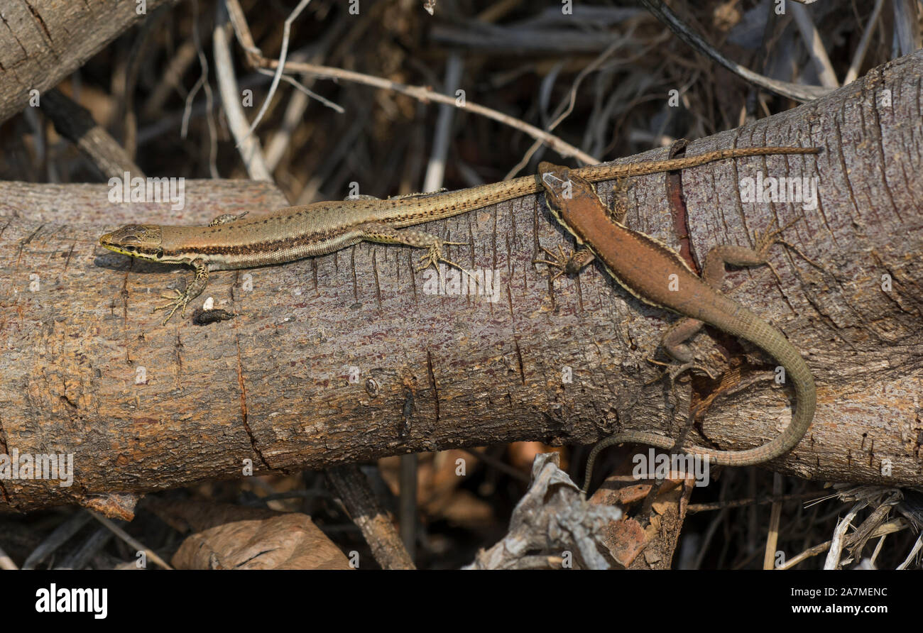 In Troodos Lizard, (Phoenicolacerta troodica) sull'isola di Cipro. Foto Stock