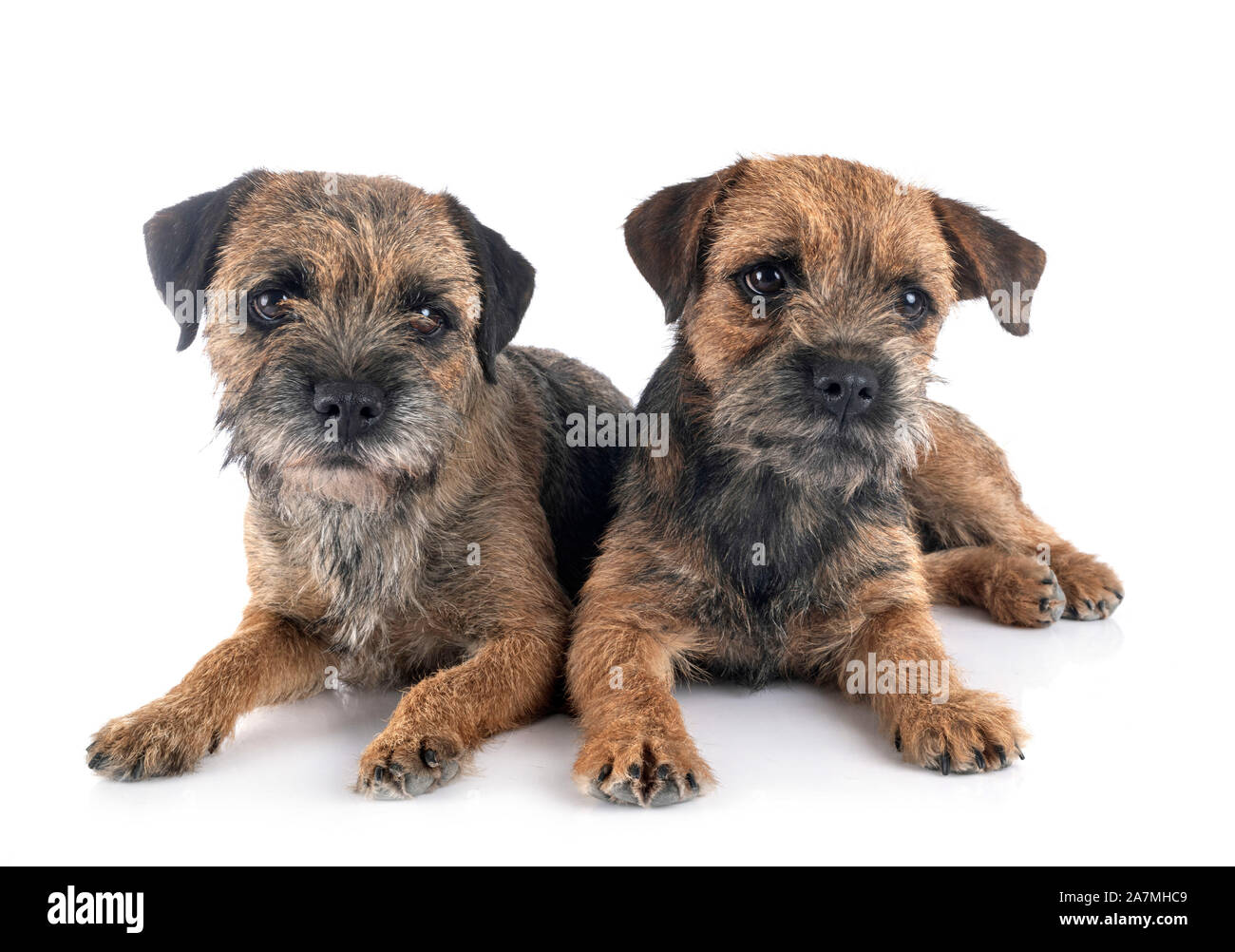 Border terrier davanti a uno sfondo bianco Foto Stock
