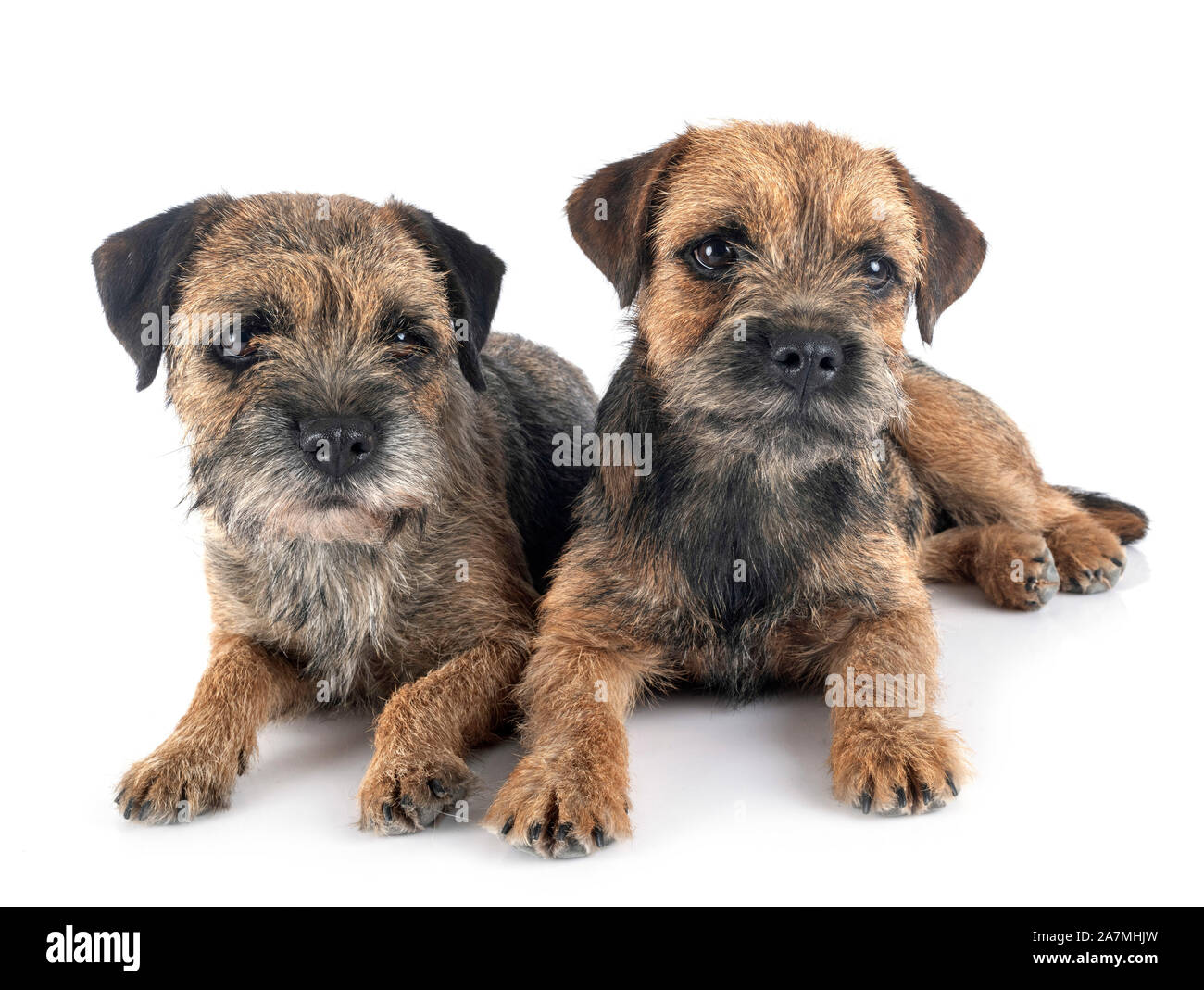 Border terrier davanti a uno sfondo bianco Foto Stock