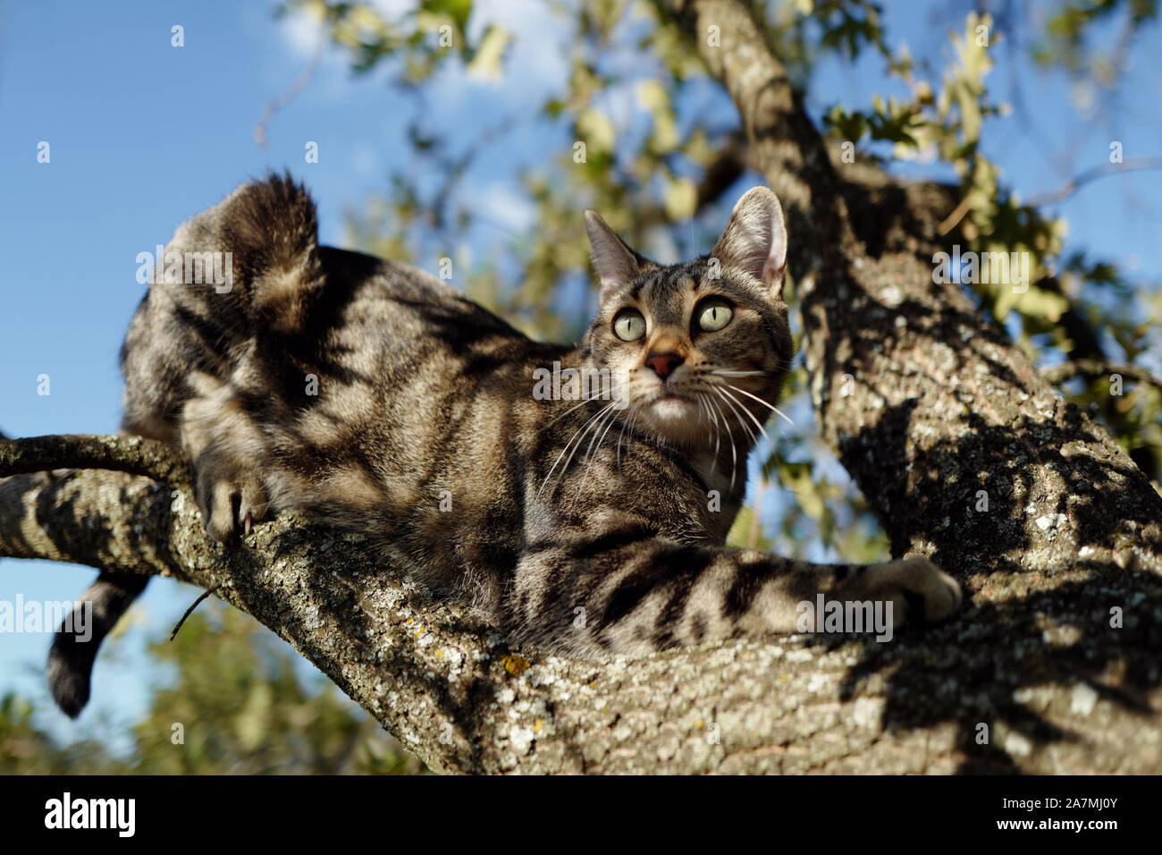 Una femmina la politica europea comune in materia di gatto seduto su un albero di quercia filiale. Foto Stock