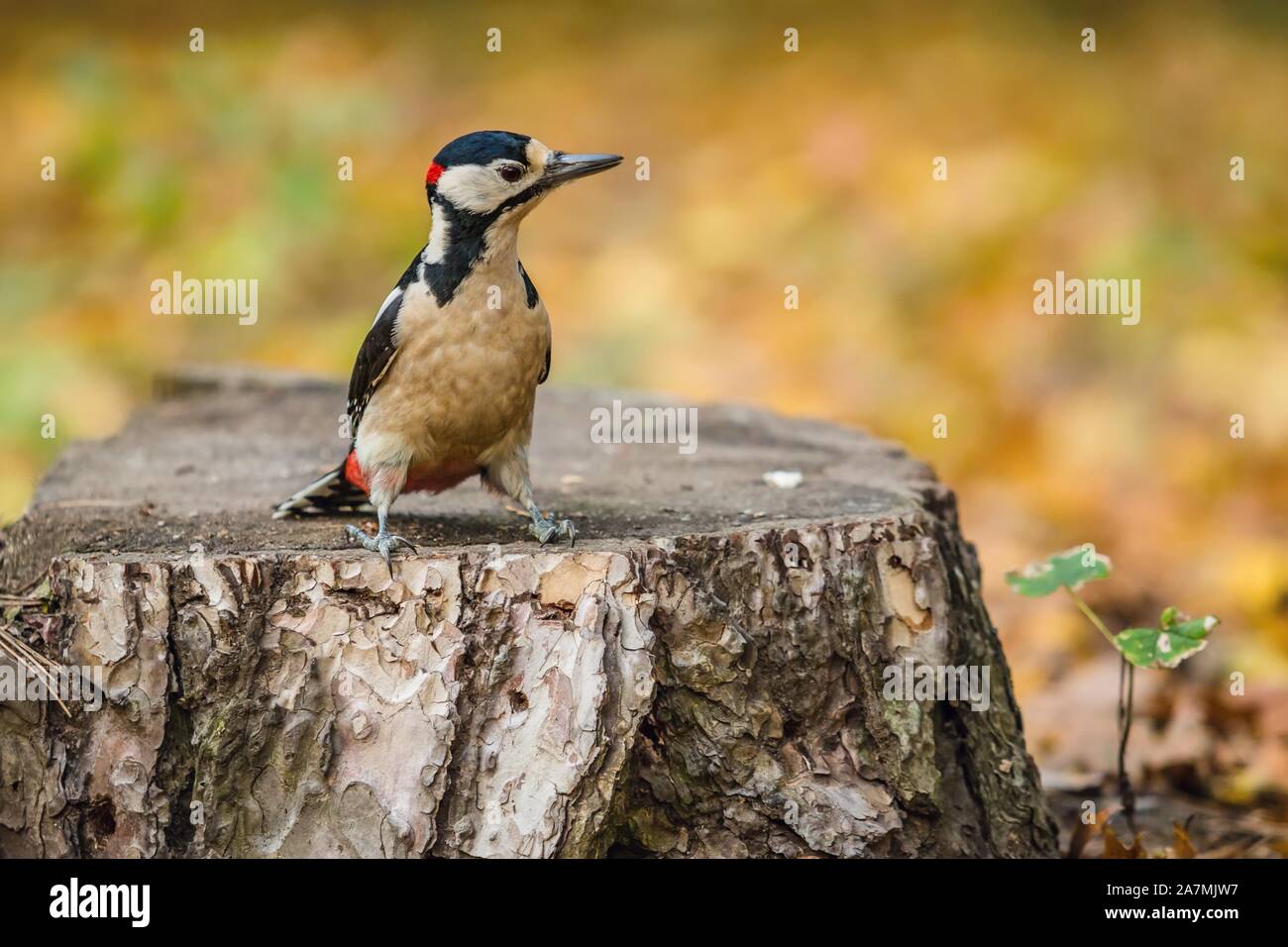 Picchio rosso maggiore, un bianco, nero e rosso uccello maschio, seduti su un ceppo di albero nella foresta di autunno. Sfocata arancione, marrone e sfondo giallo. Foto Stock