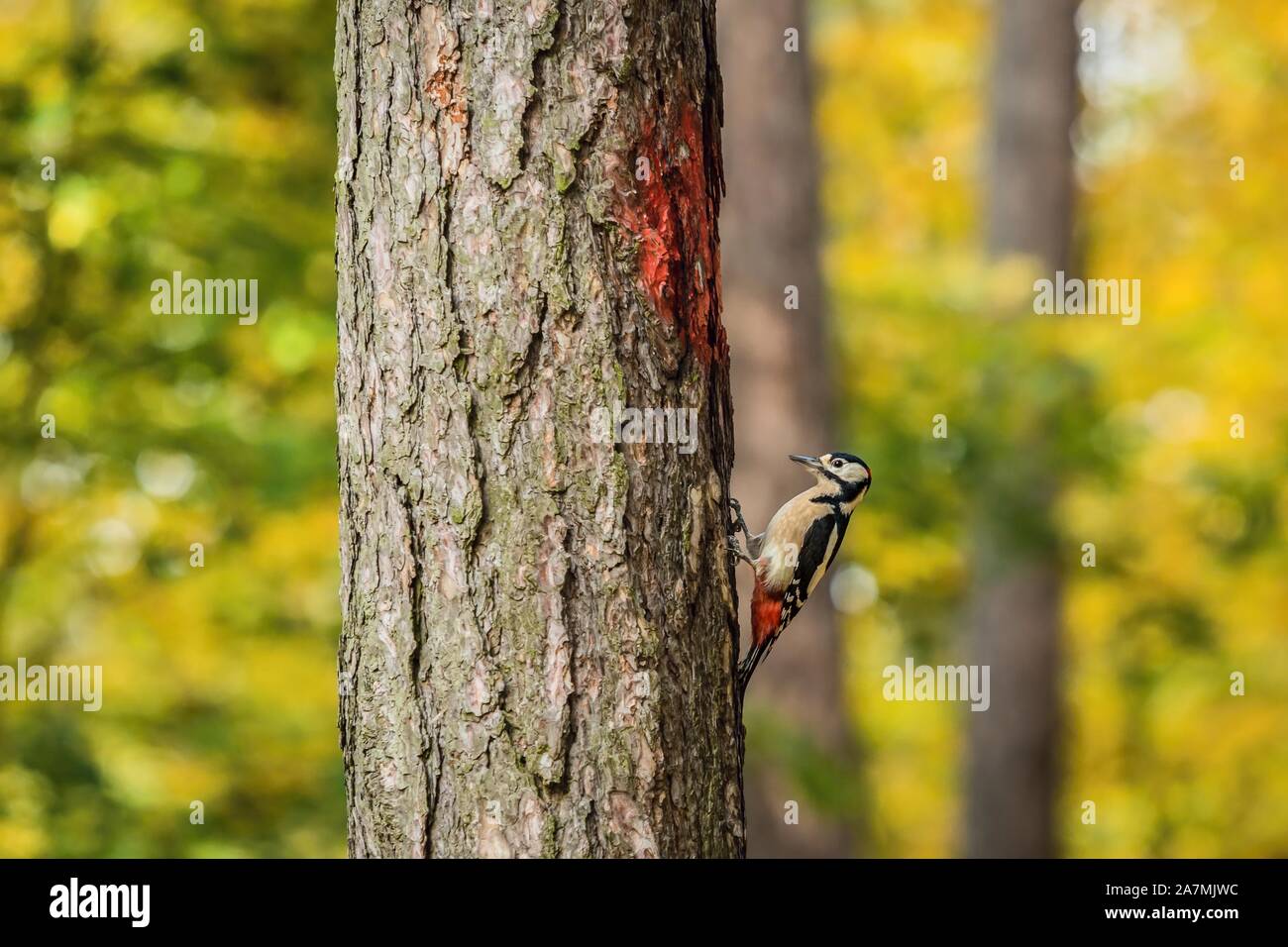 Picchio rosso maggiore, un bianco, nero e rosso uccello maschio, salendo su un albero in una soleggiata giornata autunnale. Sfocata giallo, verde e marrone dello sfondo. Foto Stock