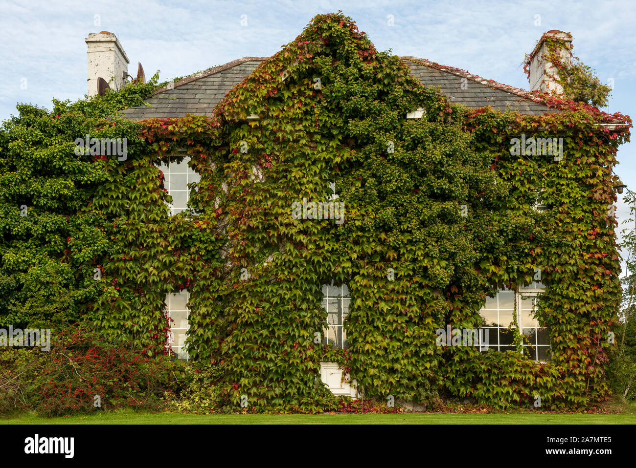 Facciata stravagante di un edificio di cottage irlandese ricoperta di Boston Ivy o Parthenocissus Tricuspidata Veitchi a Killarney, Irlanda Foto Stock