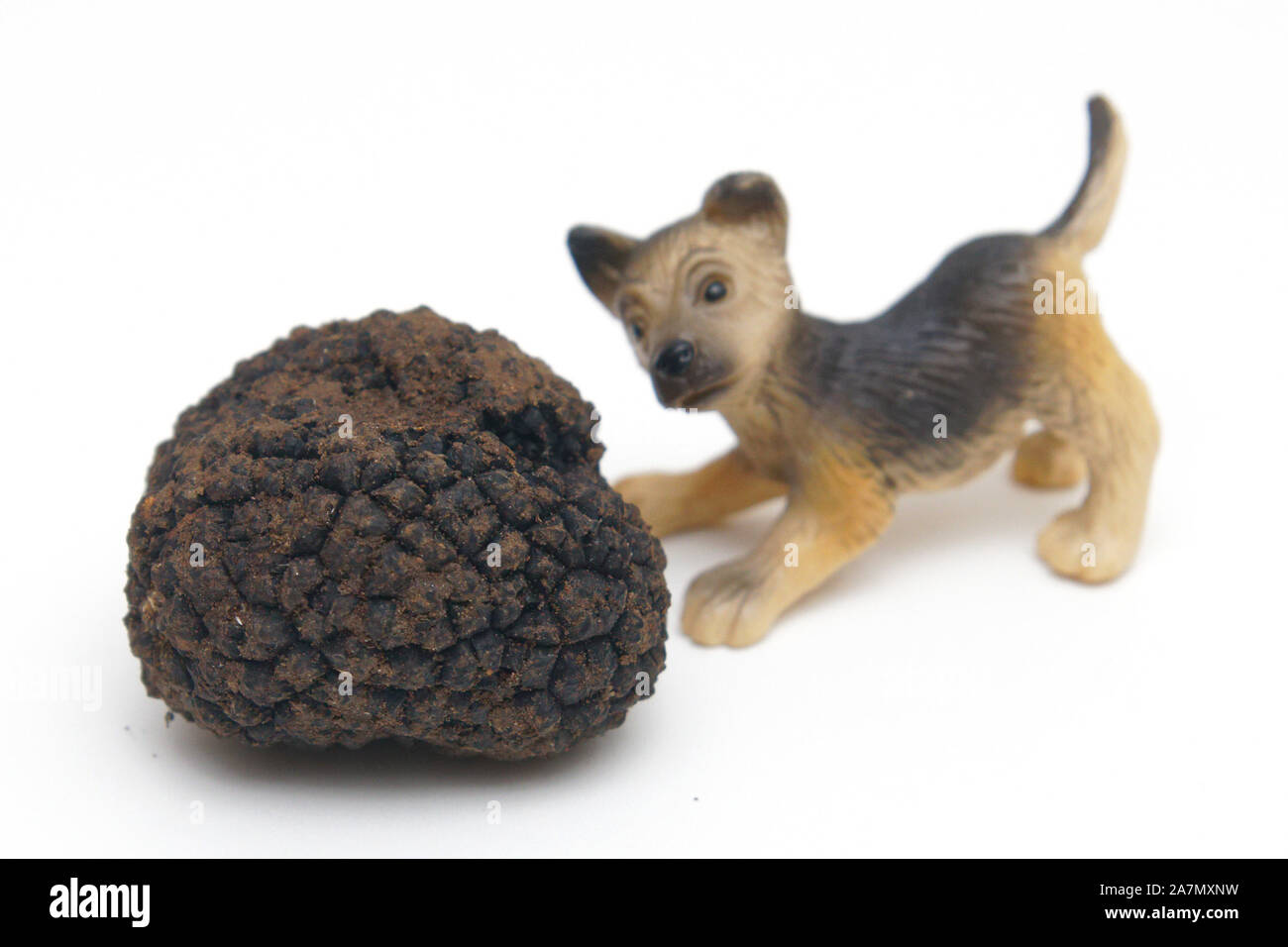 Tartufo con cane Foto Stock