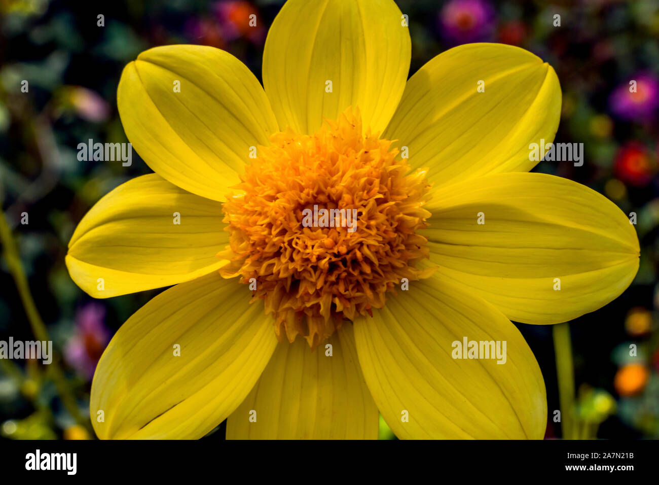 Di colore giallo brillante singolo Fiore Dahlia denominato Rae Baby Foto Stock