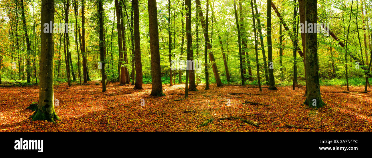 Foresta mista illuminata dalla luce del sole con molte foglie autunnali sul pavimento della foresta Foto Stock