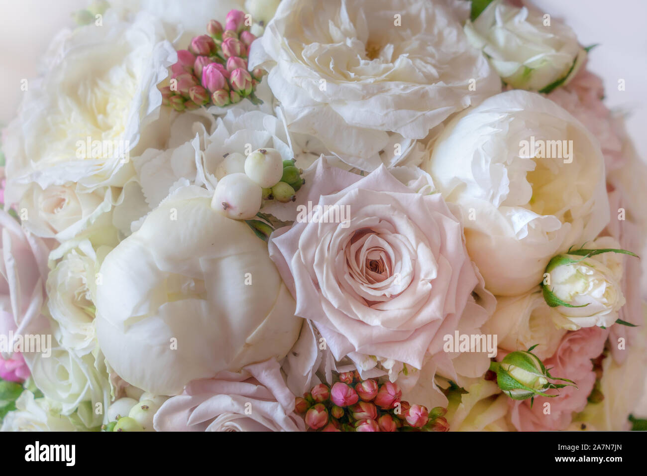 Bianco Rosa rose fiori texture sognanti sfocata. Foto Stock