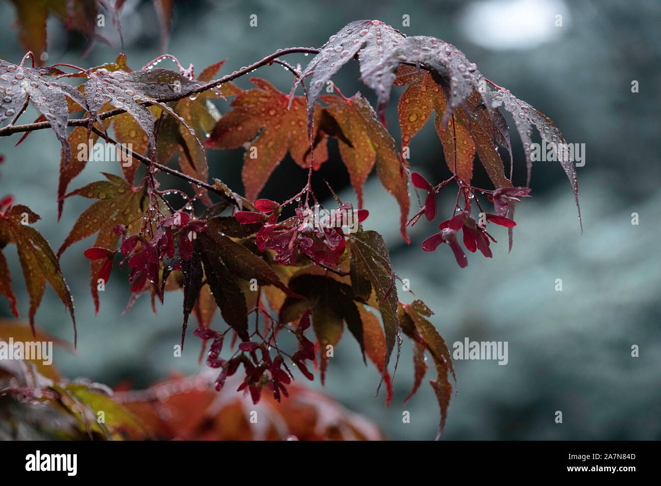 Bella rossa foglie di acero in autunno la pioggia. Close up di gocce di pioggia sulla foglia rossa. Sfondo di foglie di autunno. Tempo piovoso. Foto Stock