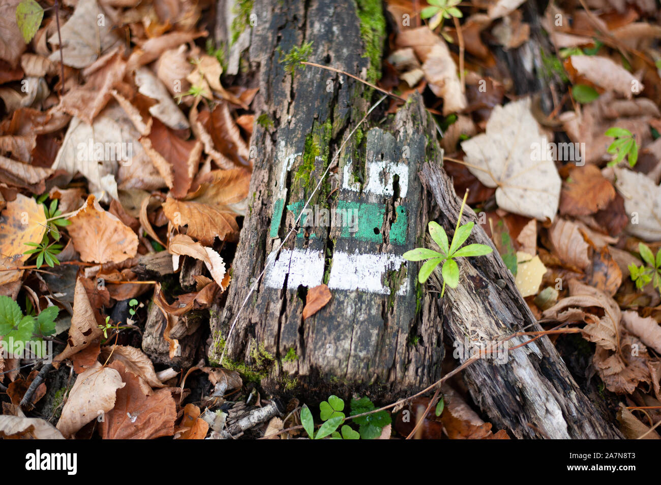 Verde turistica ceca marcatura sul vecchio paletto di legno. Foto Stock