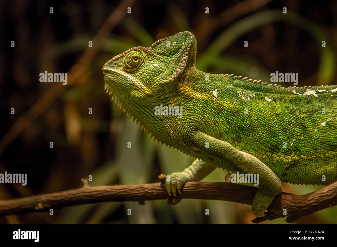 Velò chameleon - Chamaeleo calyptratus Foto Stock