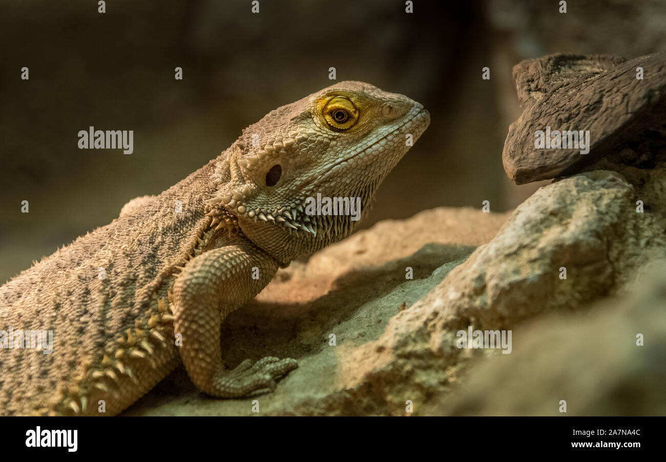 Centrale di drago barbuto, Pogona vitticeps Foto Stock