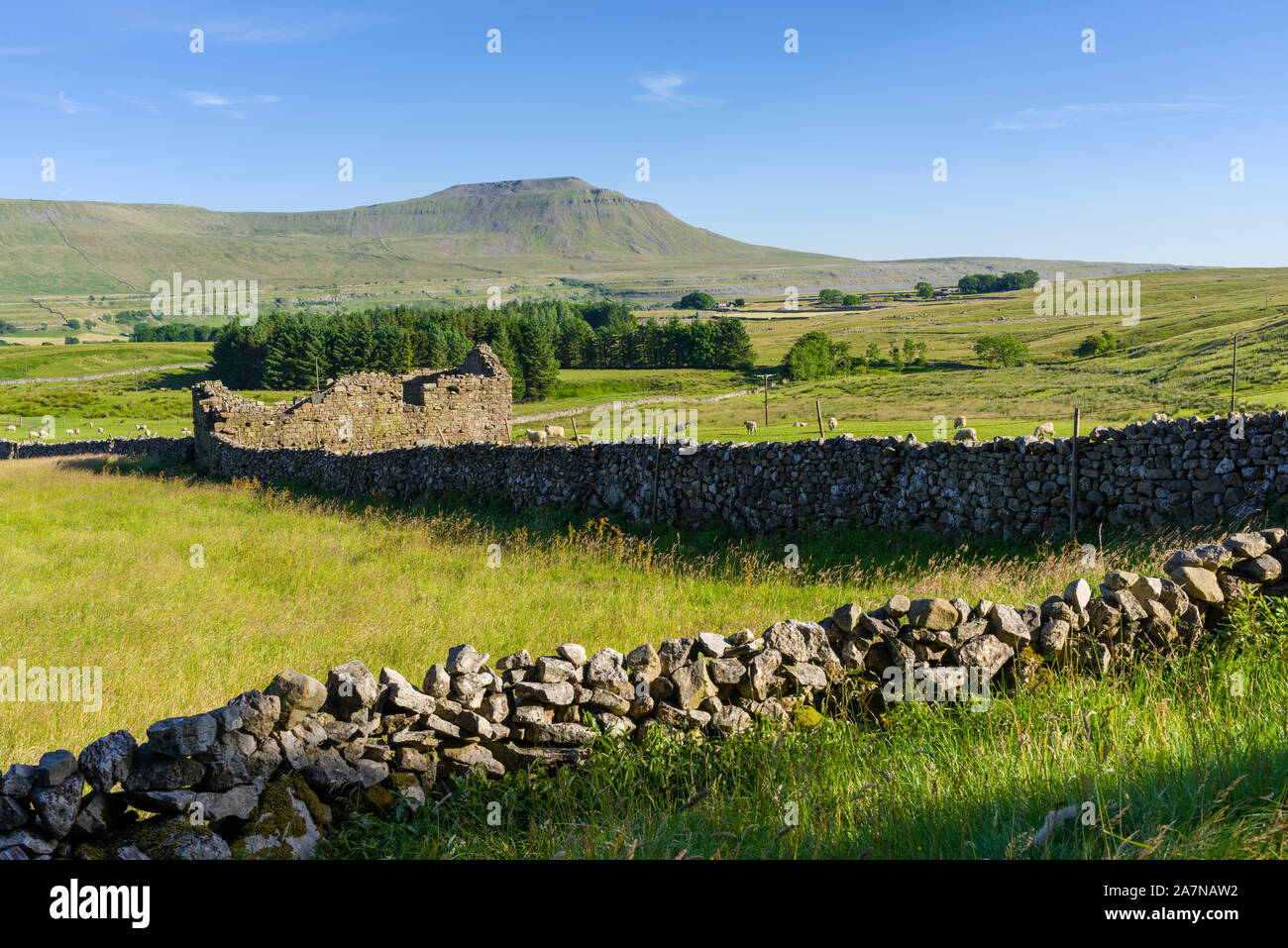 Ingleborough nel Yorkshire Dales National Park, North Yorkshire nei pressi di Cappella-le-Dale, Inghilterra. Foto Stock