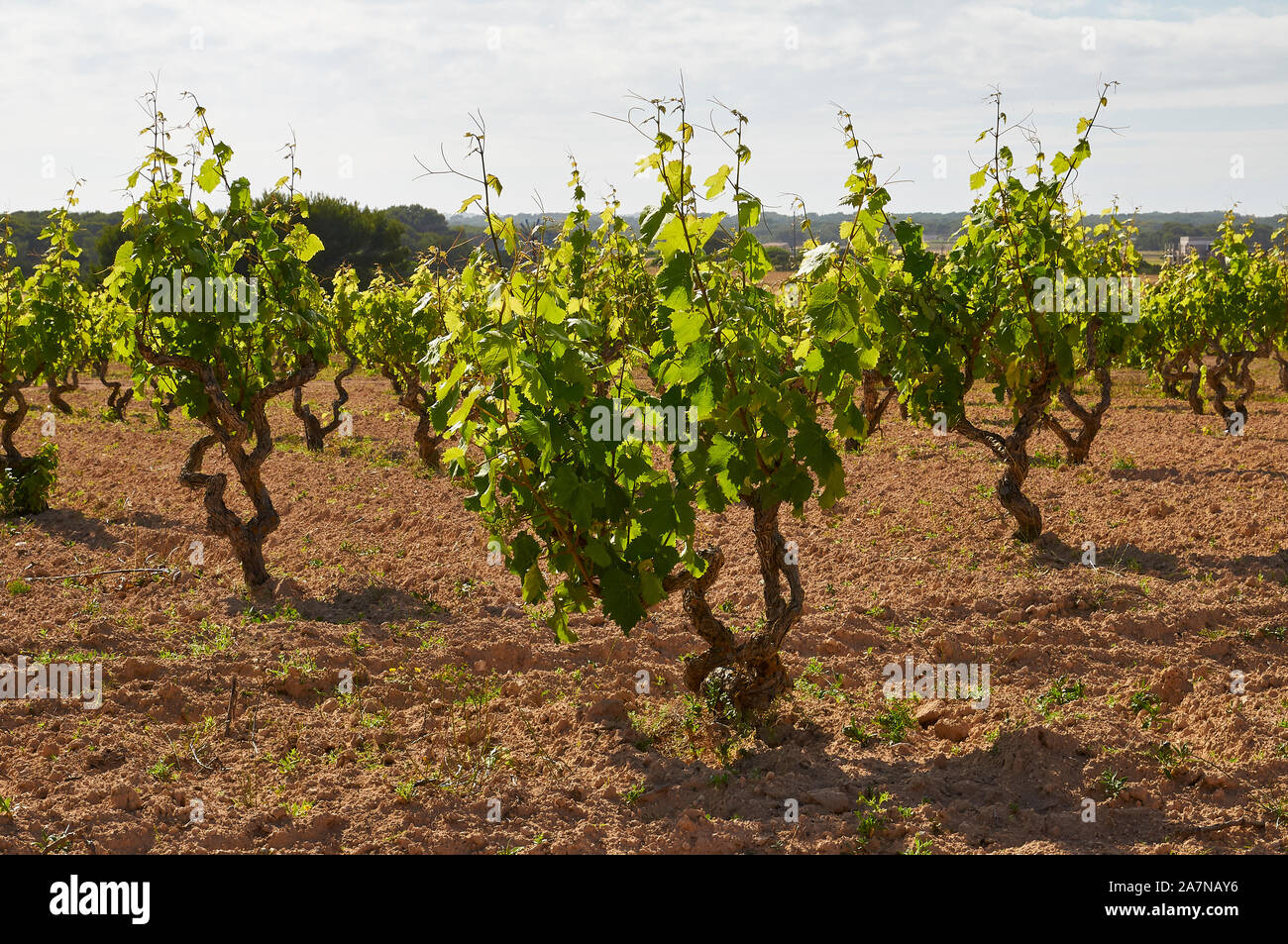 La viticoltura tradizionale in una crescente vino vitigni (Vitis vinifera) vigneto in Es Ca Marí (Formentera, Pytiusic, isole Baleari, Spagna) Foto Stock