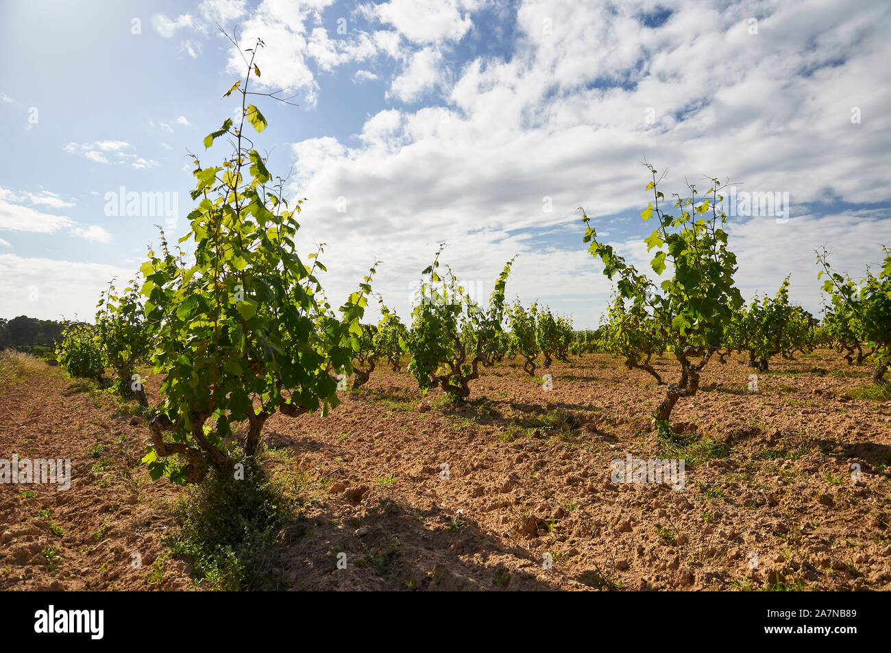 La viticoltura tradizionale in una crescente vino vitigni (Vitis vinifera) vigneto in Es Ca Marí (Formentera, Pytiusic, isole Baleari, Spagna) Foto Stock