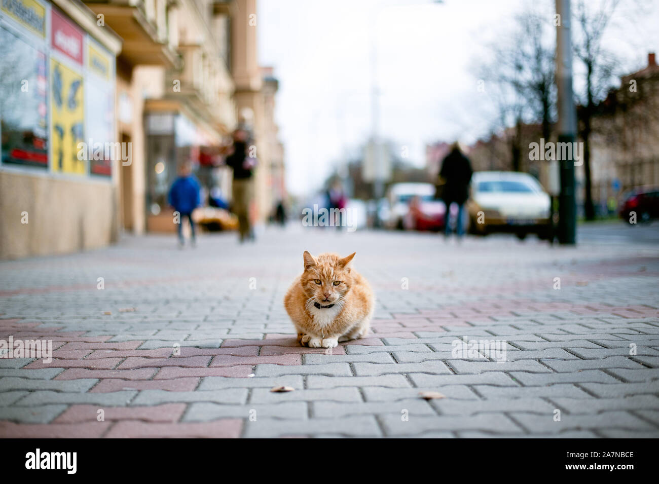 Lo zenzero gatto con collare giacenti da solo sulla strada. Foto Stock