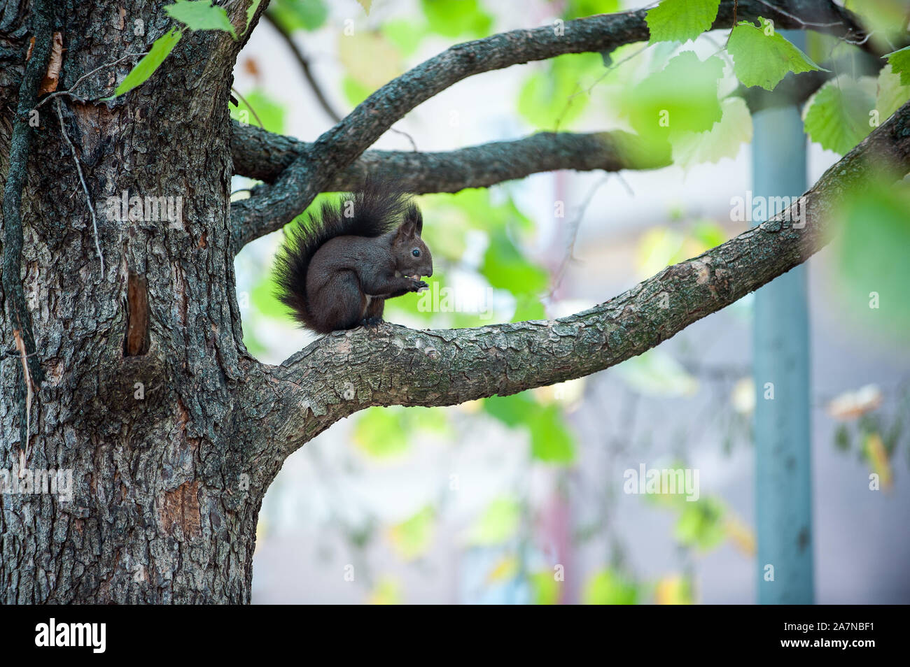 Carino scoiattolo marrone sedersi e mangiare il dado sull'albero bbranch. Foto Stock