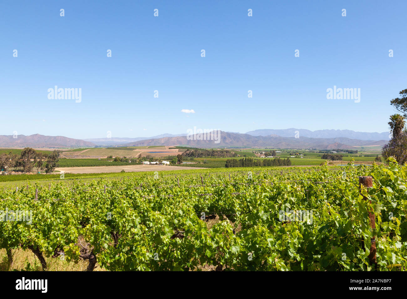 Vigneti in Robertson Wine Valley, Western Cape Winelands, Sud Africa in primavera con una vista delle montagne Riviersonderend Foto Stock