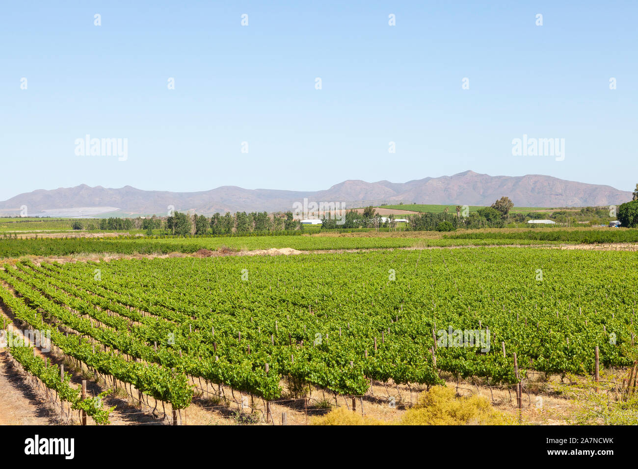 Vigneti in Robertson Wine Valley, Western Cape Winelands, Sud Africa in primavera con una vista delle montagne Riviersonderend Foto Stock