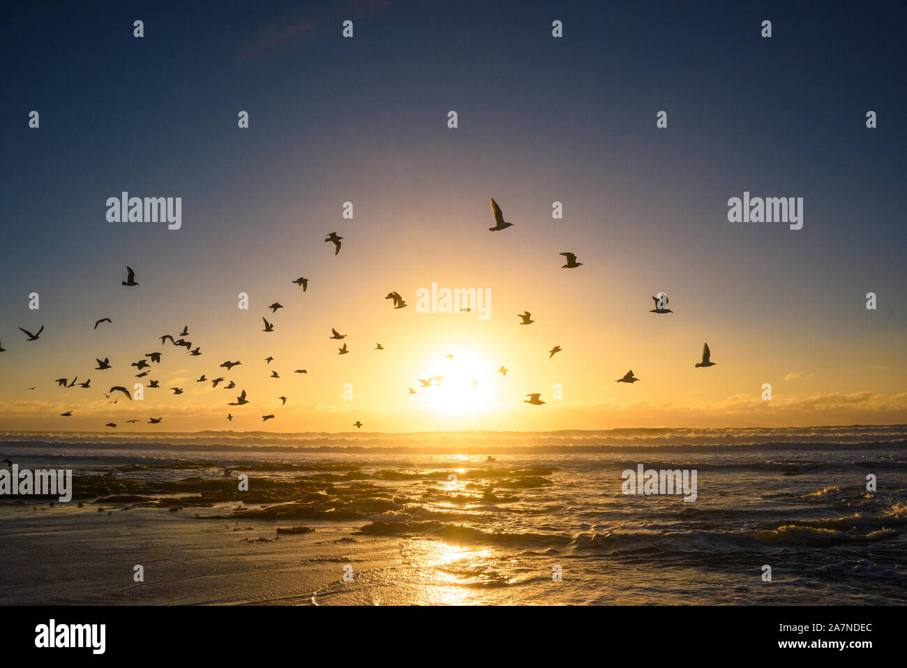 Uno stormo di uccelli prende il largo davanti al tramonto Foto Stock
