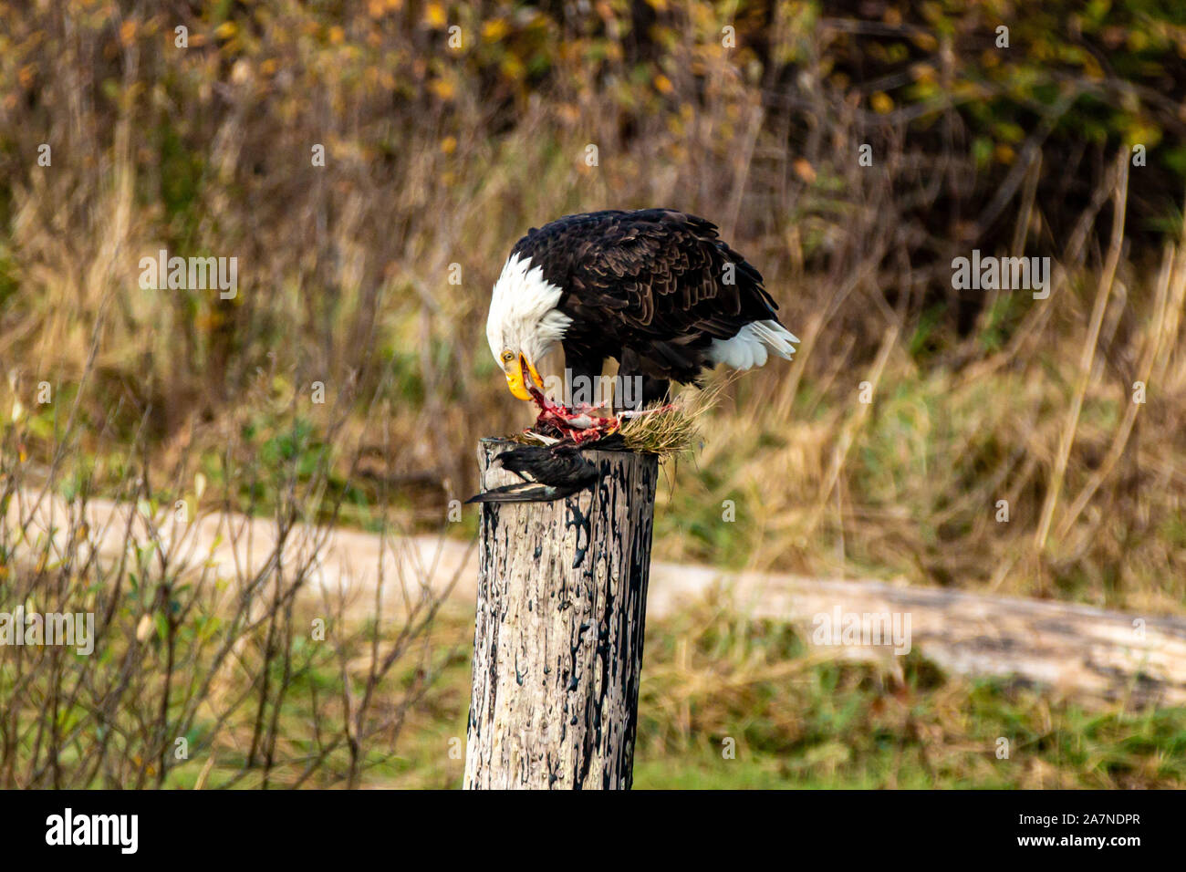Aquila calva mangiando un altro uccello per un pasto. Foto Stock