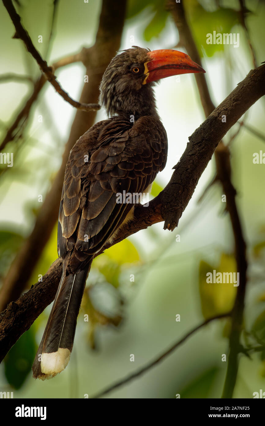 Incoronato Hornbill - Tockus alboterminatus Lophoceros uccello con ventre bianco e nero indietro e ali, suggerimenti della lunga coda di piume sono bianchi, il becco è Foto Stock