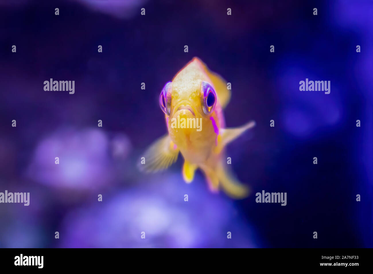 Blue eyed anthias luminoso giallo pesce tropicale guarda telecamera vicino fino in pesce serbatoio. Foto Stock