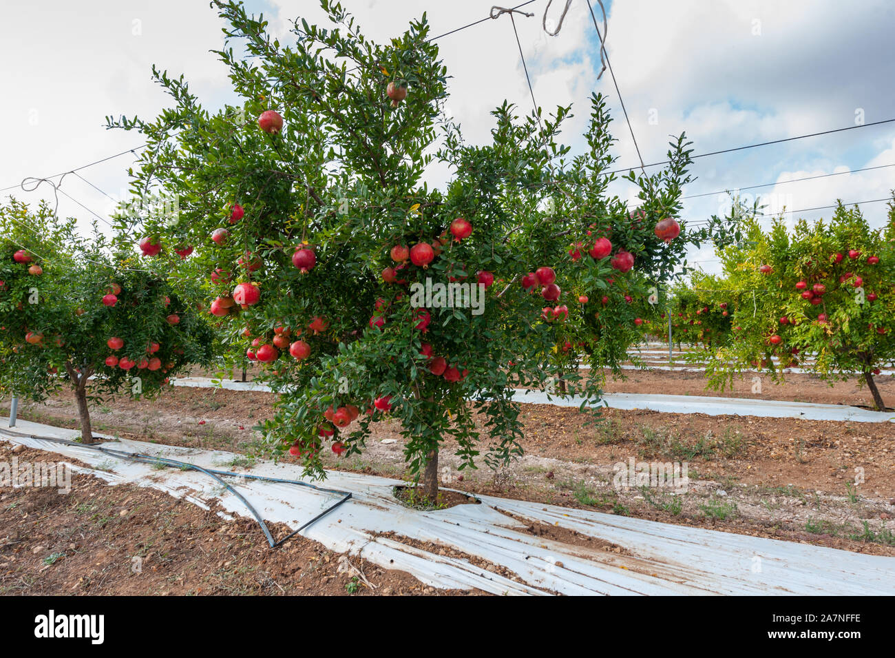 Negli ultimi dieci anni il Melograno coltivazione nel sud della Puglia ha avuto un grande luogo Foto Stock