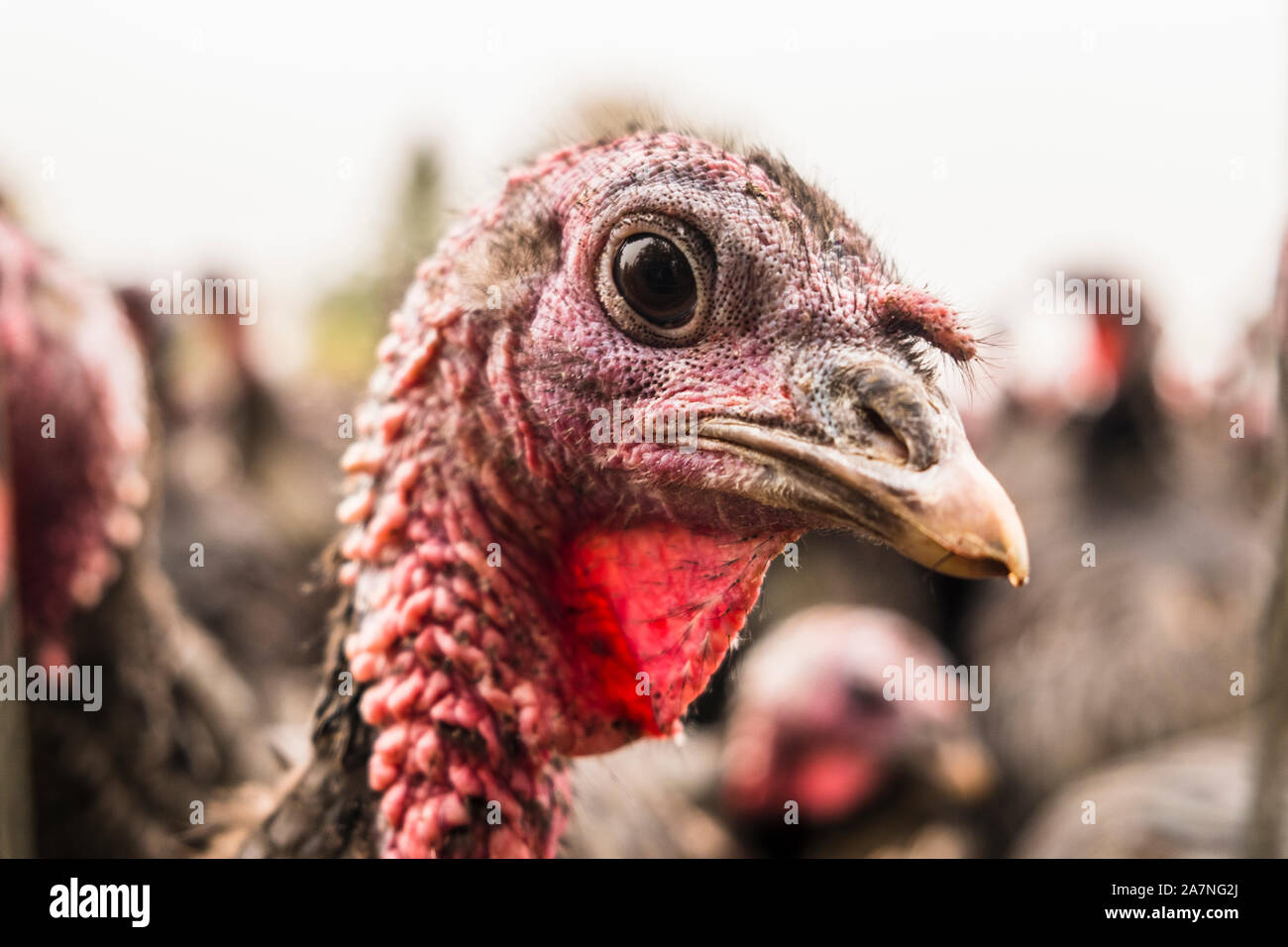 Cena gratuita tacchini di Natale in una fattoria di tacchino. Suffolk, Regno Unito. Foto Stock