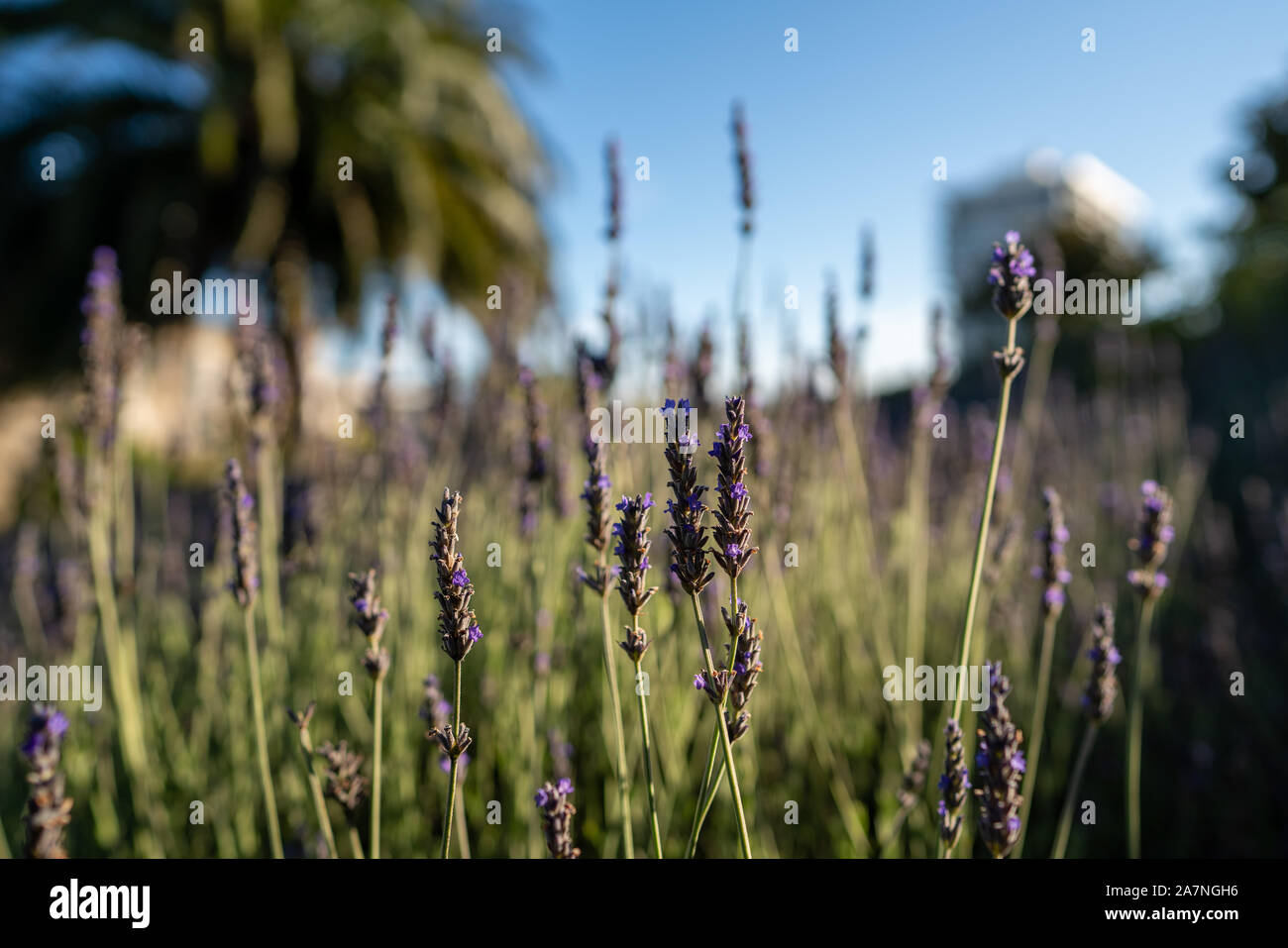 Viola inglese di fiori di lavanda piante in un parco giardino nel day time Foto Stock