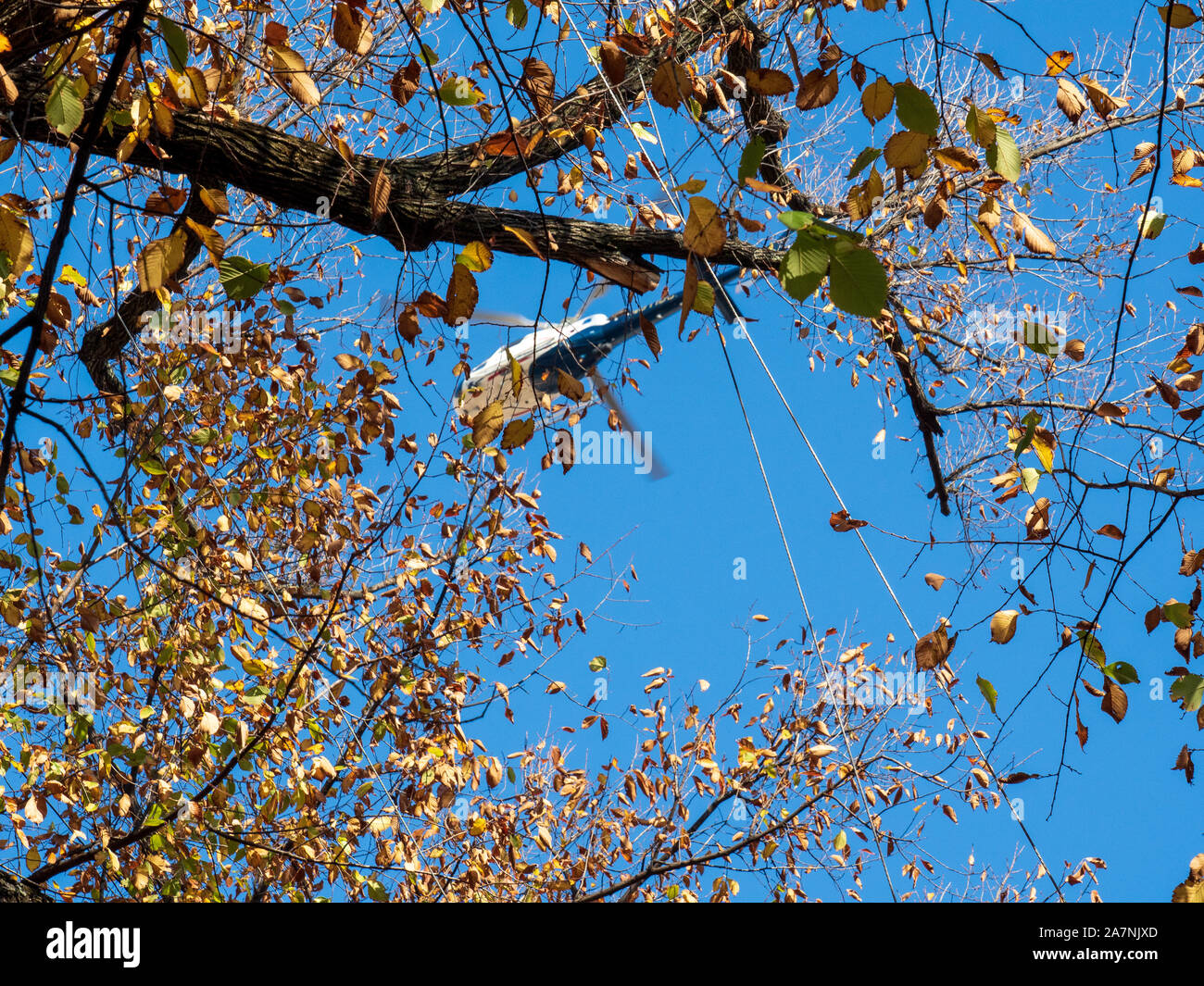 Elicottero attraverso i rami degli alberi cercando Foto Stock