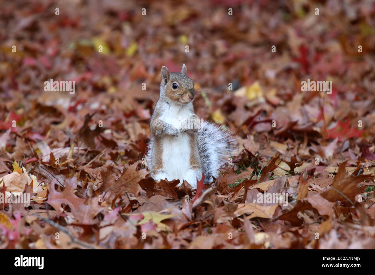 Un Americano di scoiattolo grigio foraggio per il cibo in foglie di autunno Foto Stock