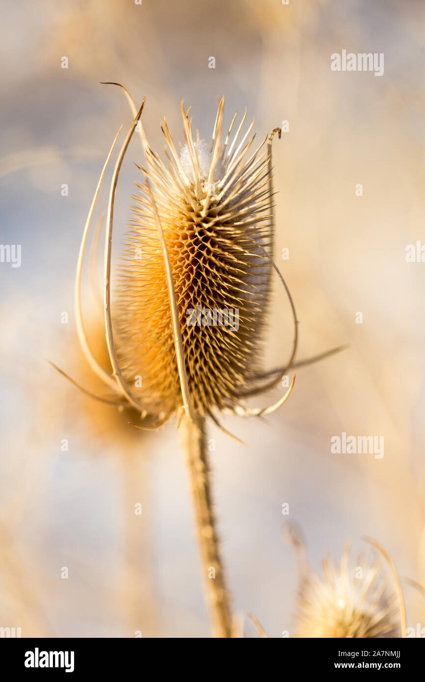 Dead thistle capi in inverno coperto di neve Foto Stock