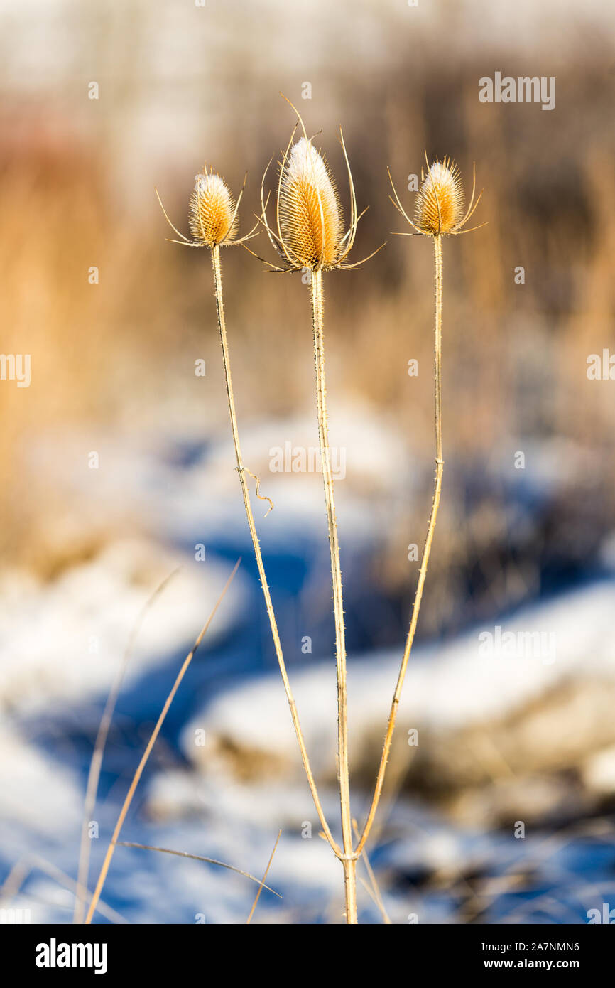 Dead thistle capi in inverno coperto di neve Foto Stock