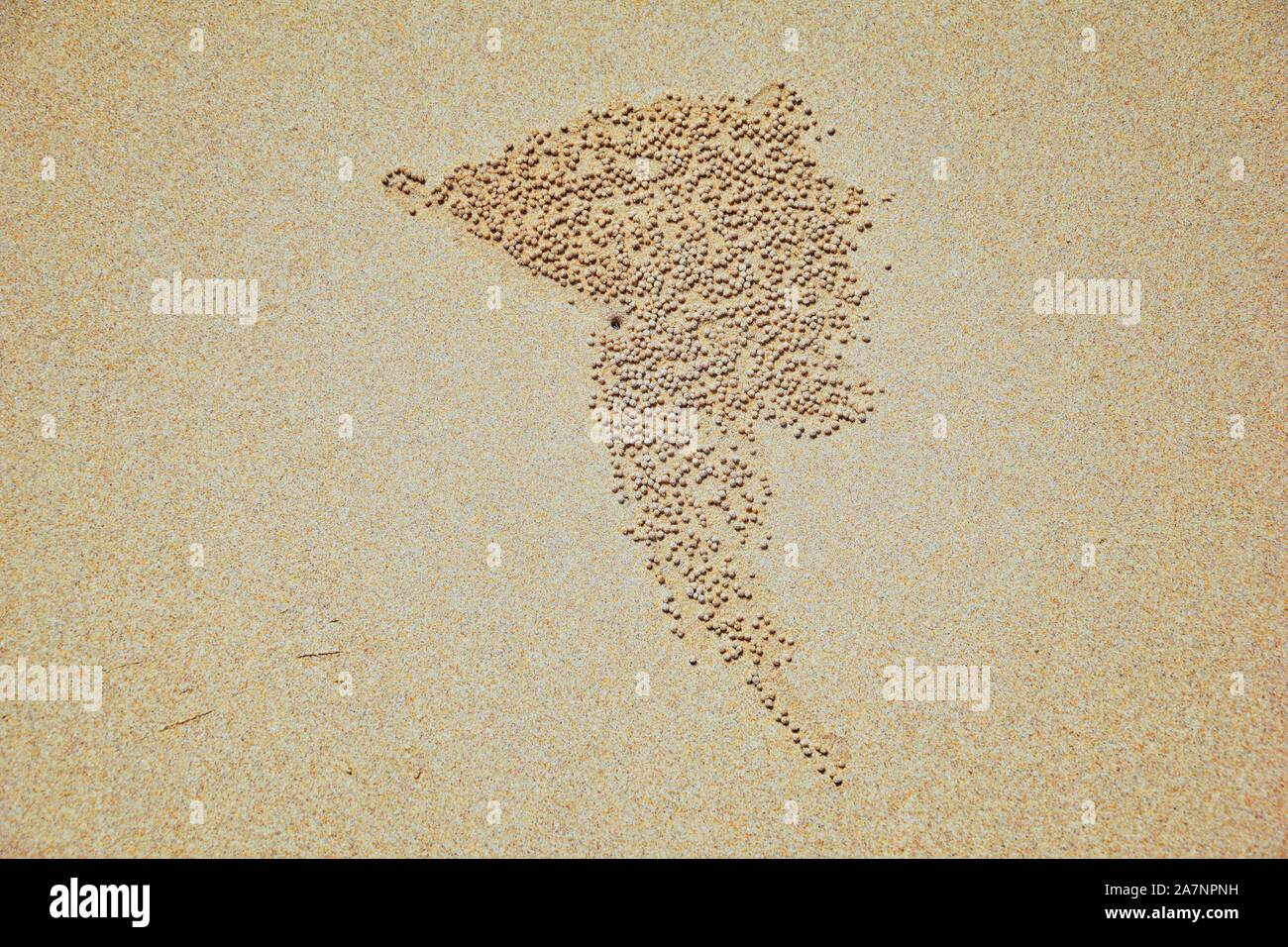 Gorgogliatore di sabbia di granchio, modelli astratti di sfere di sabbia sulla spiaggia, dei generi Scopimera e Dotilla, famiglia Dotillidae, Pu Lom in Thai. Trovato in I Foto Stock