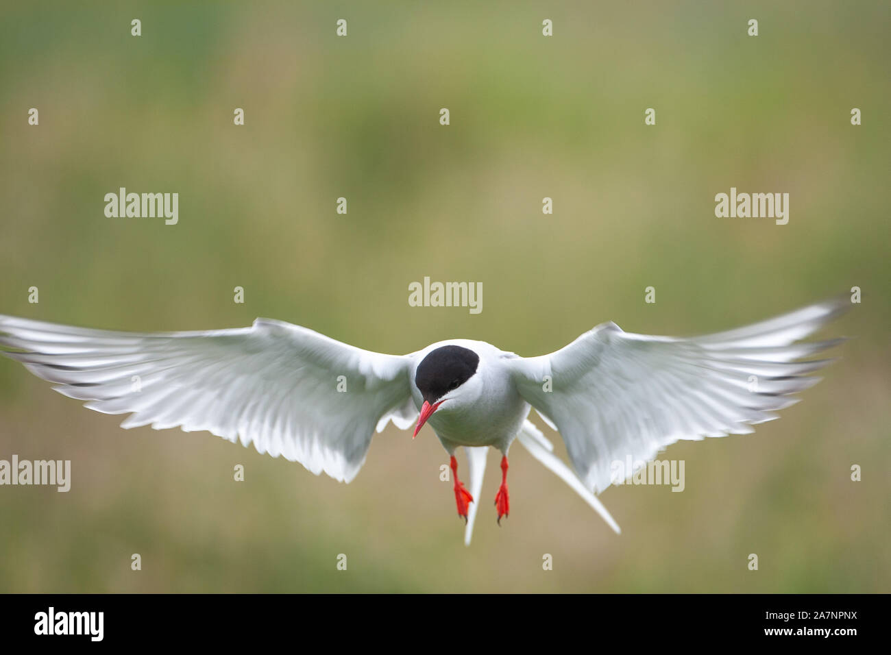 Arctic tern, (Sterna paradisaea) sono principalmente il grigio e il bianco plumaged, con un rosso/orangish becco e zampe, fronte bianca, un nero nuca e corona. Foto Stock