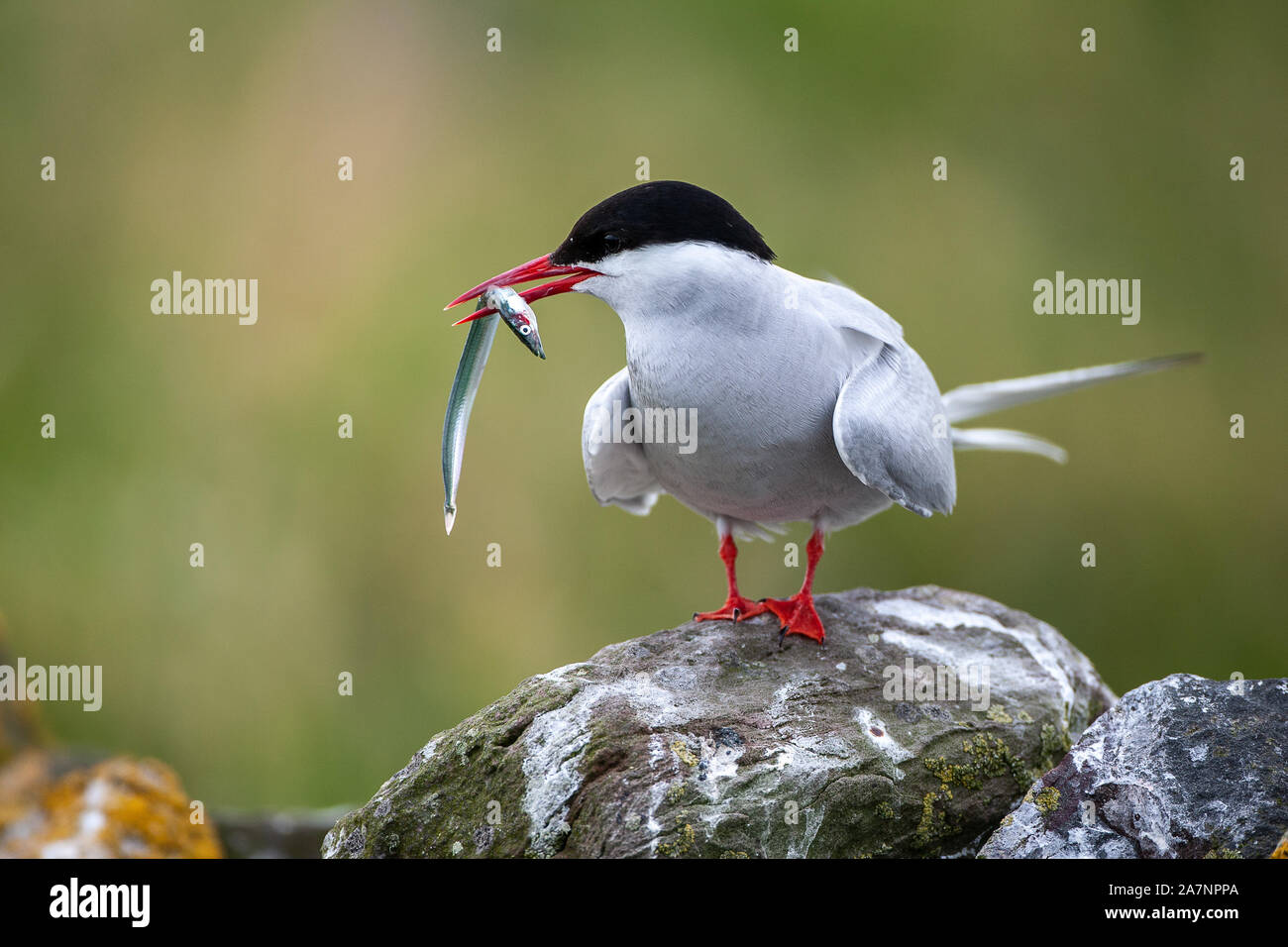 Arctic tern, (Sterna paradisaea) sono principalmente il grigio e il bianco plumaged, con un rosso/orangish becco e zampe, fronte bianca, un nero nuca e corona. Foto Stock