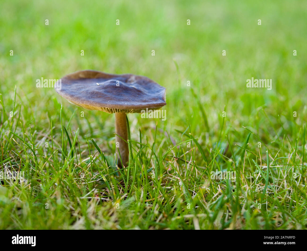 Fata anello fungo (Marasmius oreades), Northamptonshire, Regno Unito Foto Stock