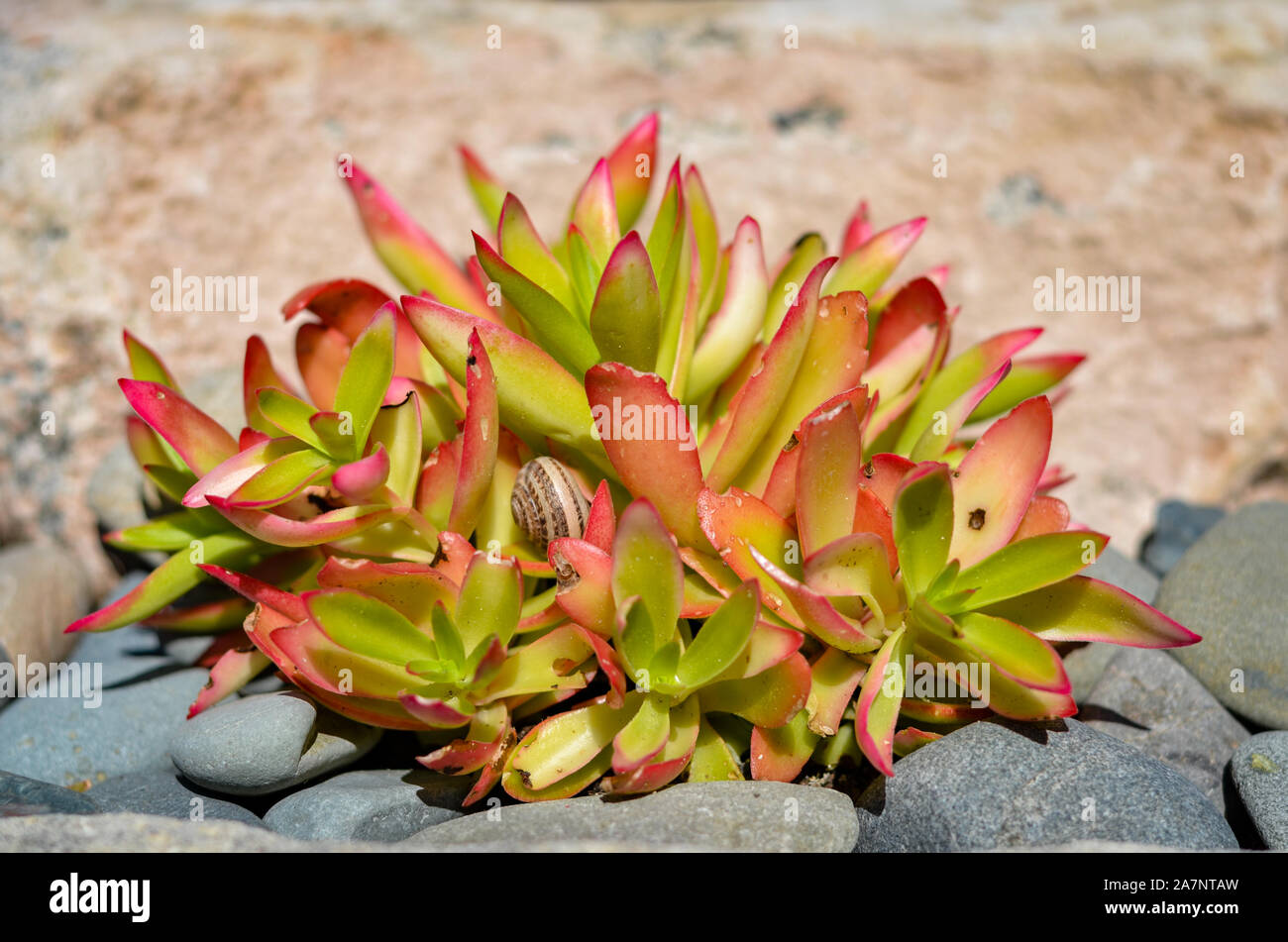 Close-up di Crassula capitella ina farm garden . Foto Stock