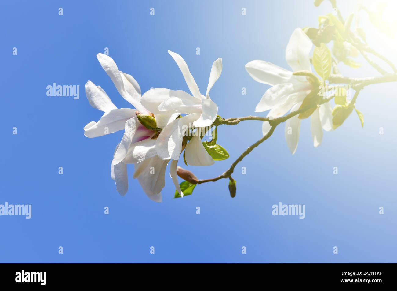 Basso angolo di visione di bianco Magnolia kobus piante e fiori contro il cielo blu e chiaro . VIntage filtro caldo Foto Stock