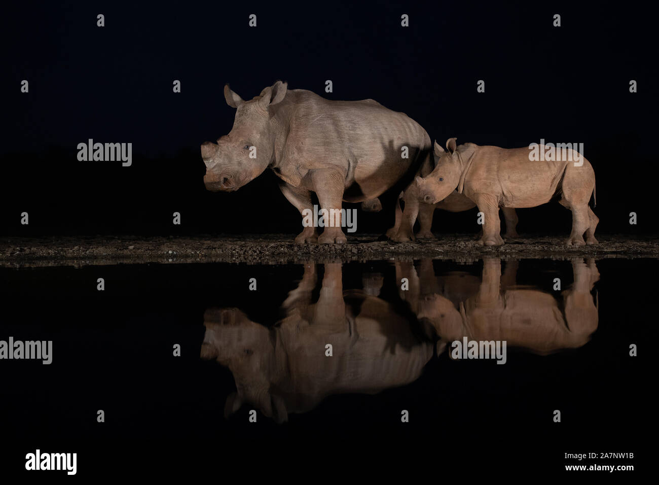 Due dei rinoceronti bianchi la visita di un foro per l'acqua di notte in Zimanga gioco privato riservato, Sud Africa Foto Stock