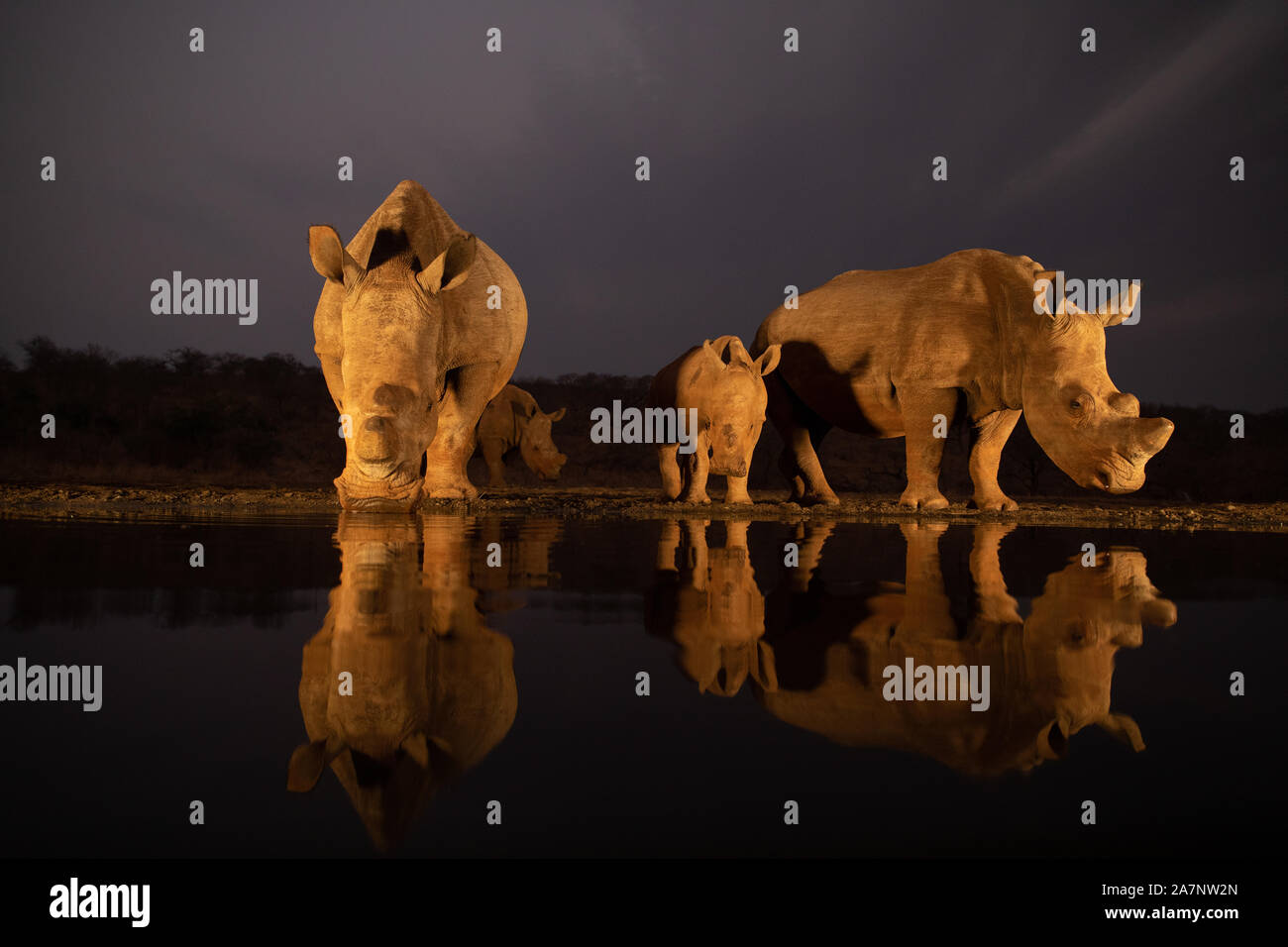 Due white rhino famiglie di bere da un foro di acqua durante l'ora d'oro Foto Stock