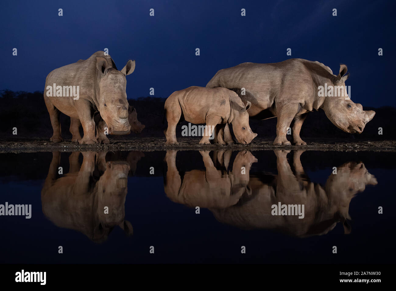 Tranquilla scena di due white rhino famiglie in un stagno durante le ore di colore blu che riflette nell'acqua Foto Stock