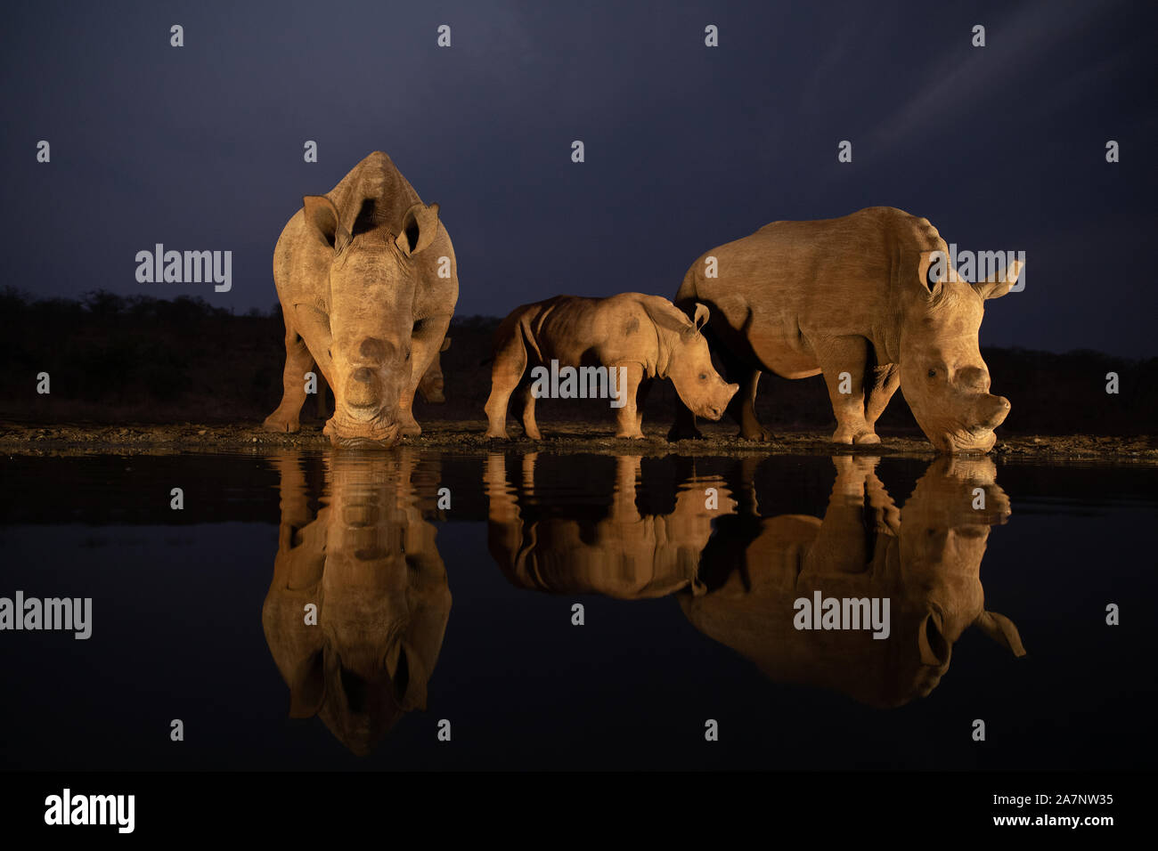 Due white rhino famiglie di bere da un foro di acqua durante le ore di colore blu Foto Stock