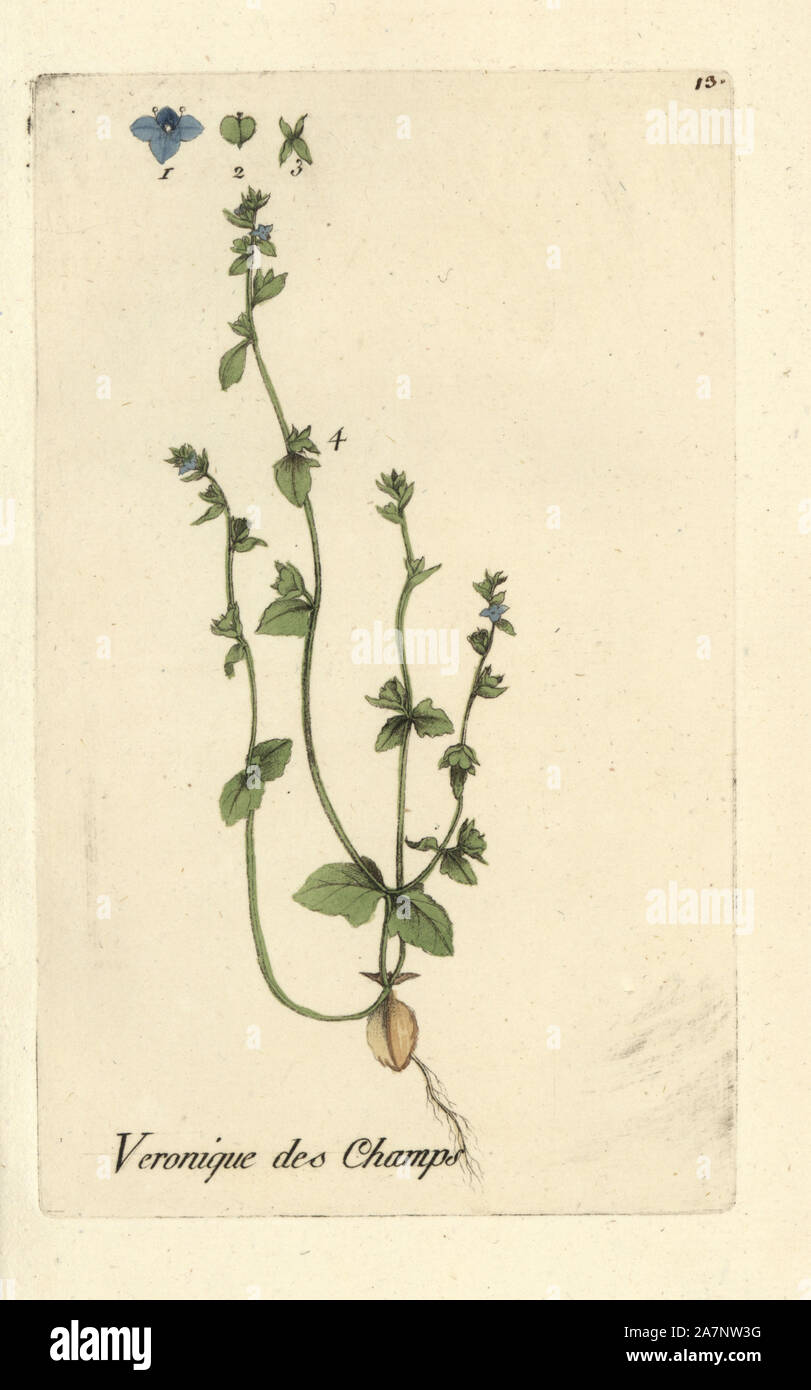 Campo verde-speedwell, Veronica agrestis. Botanico Handcolored disegnato e inciso da Pierre Bulliard dalla propria " Flora Parisiensis", 1776, Parigi, P.F. Didot. Pierre Bulliard (1752-1793 fu un famoso botanico francese che hanno sperimentato la tre-colore-piastra tecnica di stampa. La sua introduzione ai fiori di Parigi comprendeva 640 piante. Foto Stock