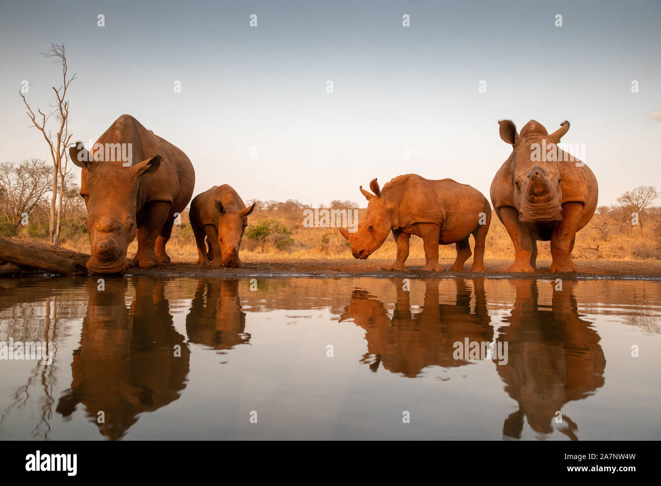 Due adulti il rinoceronte bianco con due bimbi di bere in corrispondenza di un foro per l'acqua Foto Stock