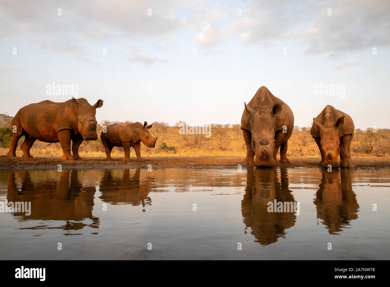 Due adulti il rinoceronte bianco con due bimbi di bere in corrispondenza di un foro per l'acqua Foto Stock