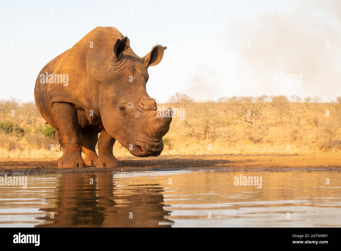 Un adulto lone white rhino si avvicina a un foro per l'acqua per bere un drink Foto Stock
