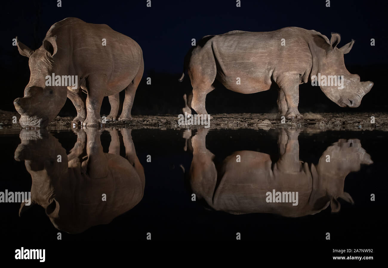 Due dei rinoceronti bianchi la visita di un foro per l'acqua di notte in Zimanga gioco privato riservato, Sud Africa Foto Stock