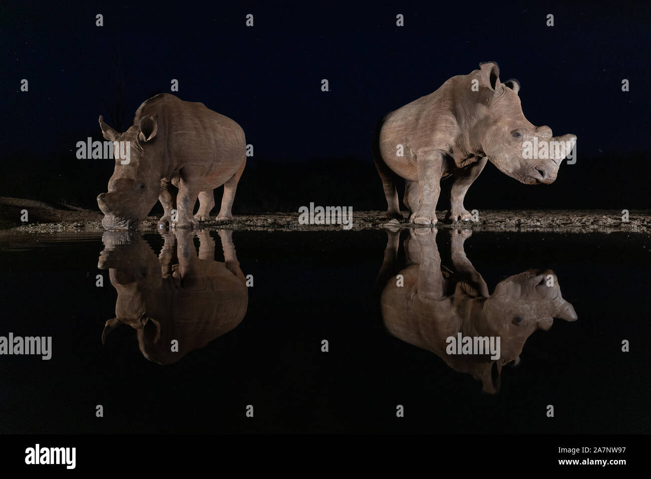 Due dei rinoceronti bianchi la visita di un foro per l'acqua di notte in Zimanga gioco privato riservato, Sud Africa Foto Stock