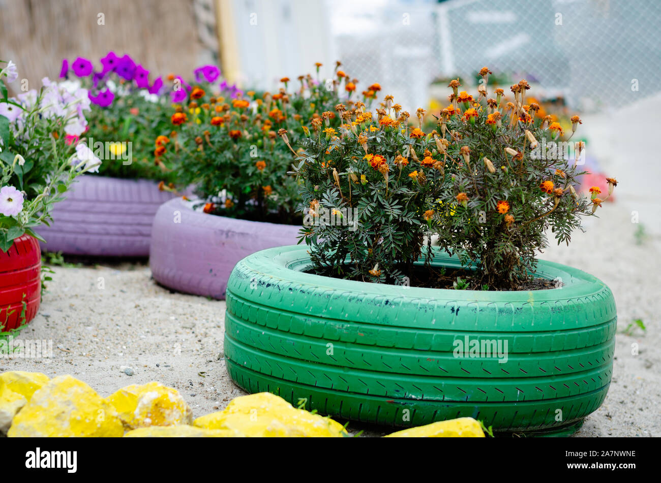 Diversi tipi di fiori che sbocciano in pentole in multicolore di pneumatici per auto su una spianata vicino al mare . Foto Stock